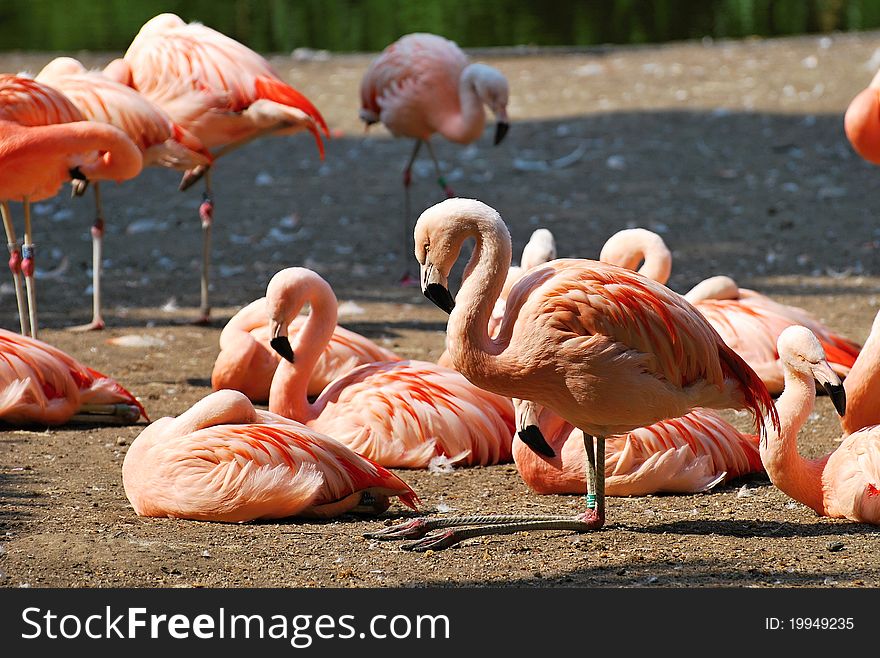 The colonies of resting flamingos. The colonies of resting flamingos