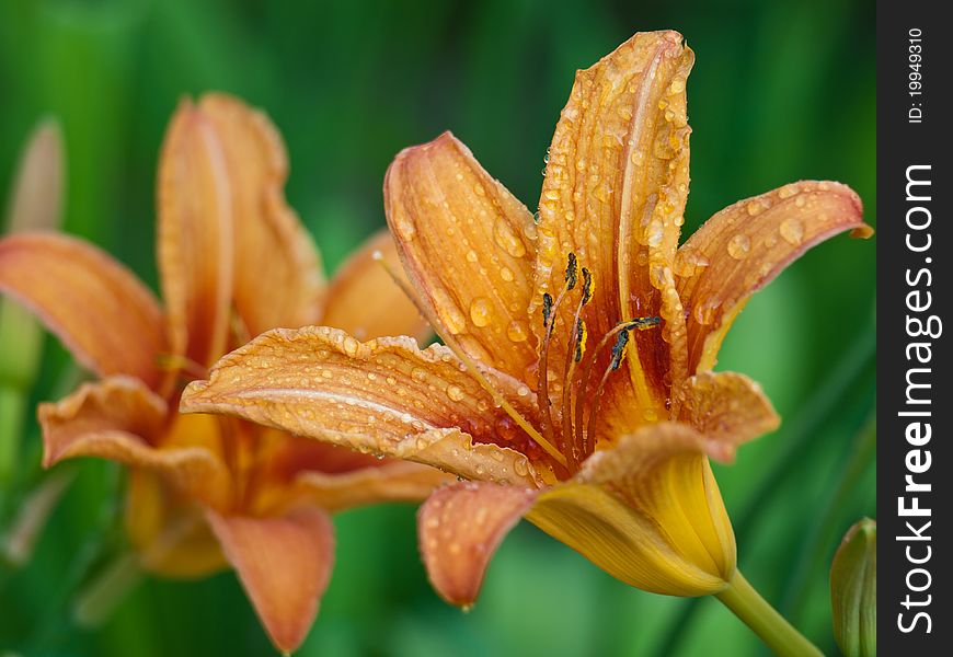 This is a yellow and red flower