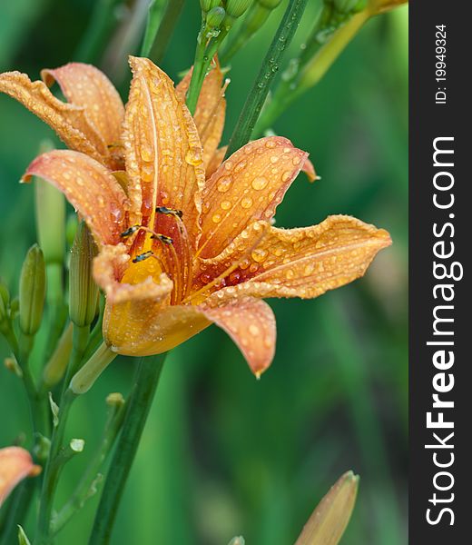 This is a yellow and red flower