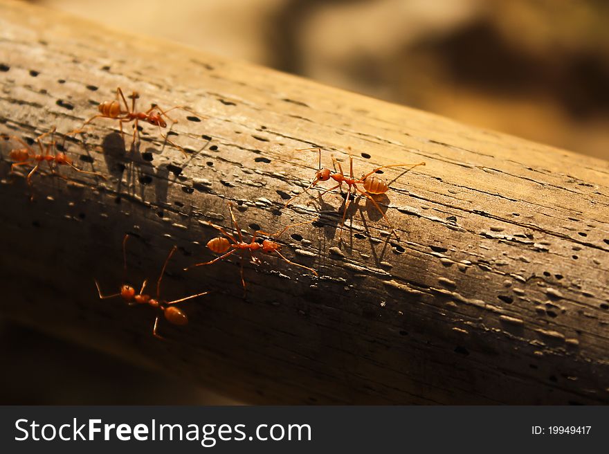 Orange ants walking on the timber. Orange ants walking on the timber