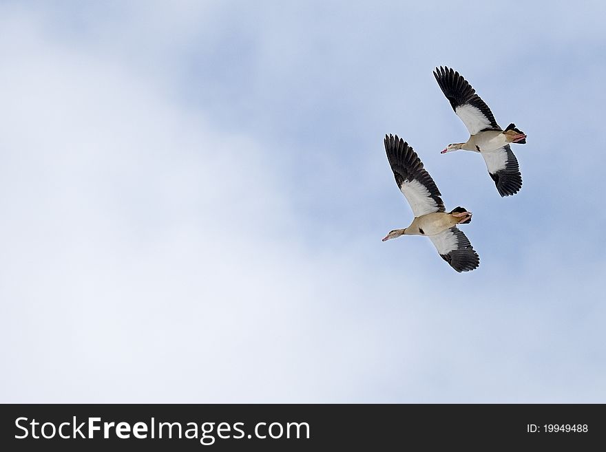 Two gooses in the air. Shot in Gilze (The Netherlands) in the winter. Two gooses in the air. Shot in Gilze (The Netherlands) in the winter.