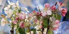 Branch With Flowers And Blossoms Of Apple Royalty Free Stock Images Branch With Flowers And Blossoms Of Apple Royalty Free Stock Images
