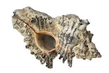 Sea Cockleshell Royalty Free Stock Photo