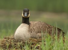 Canada Goose Sitting On Nest Stock Images Canada Goose Sitting On Nest Stock Images