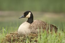 Canada Goose Sitting On Nest Royalty Free Stock Photo Canada Goose Sitting On Nest Royalty Free Stock Photo