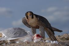 Nature S Peregrine/Saker Falcon Catch Stock Images Nature S Peregrine/Saker Falcon Catch Stock Images