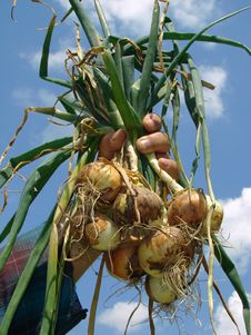Fresh Onions Bunch Royalty Free Stock Photo Fresh Onions Bunch Royalty Free Stock Photo