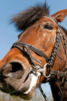 Detail Of A Horse Royalty Free Stock Images Detail Of A Horse Royalty Free Stock Images