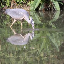 Grey Heron Stock Photography
