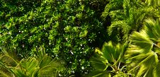 Dense Foliage Royalty Free Stock Photography Dense Foliage Royalty Free Stock Photography