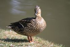 Duck Mallard Stock Image