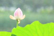 Pink Lotus Flower Royalty Free Stock Images