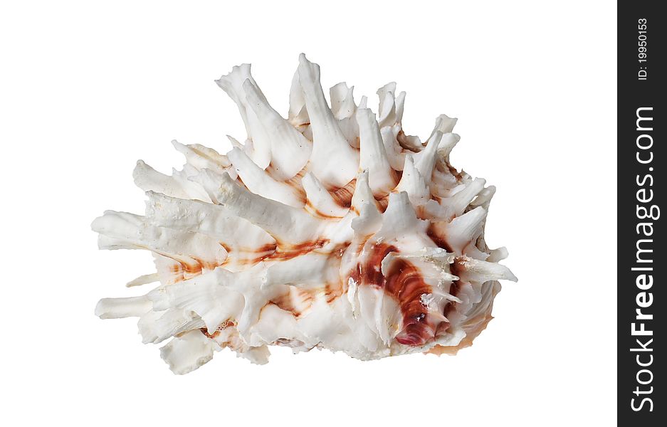 Sea cockleshell on a white background