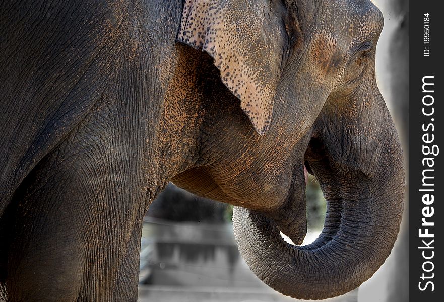 View of a beautiful elephant in a zoo.