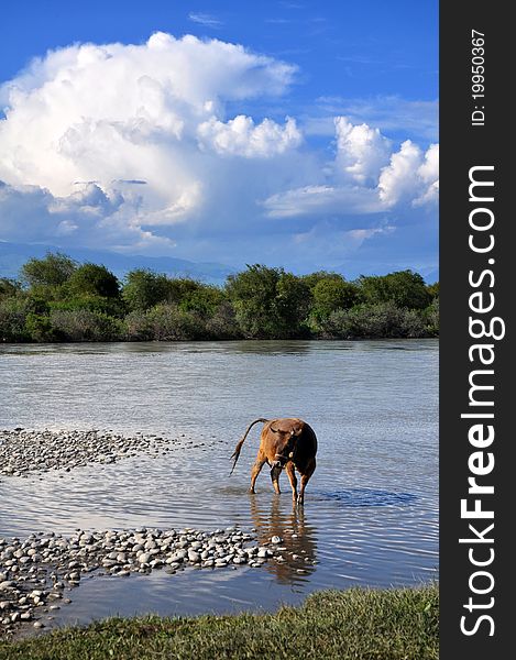 A Cow In River