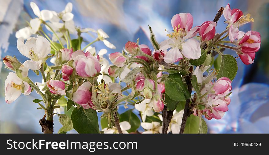 Branch with flowers and blossoms of apple.