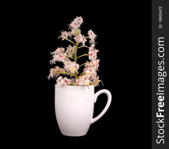 Horse chestnut flower in a vase