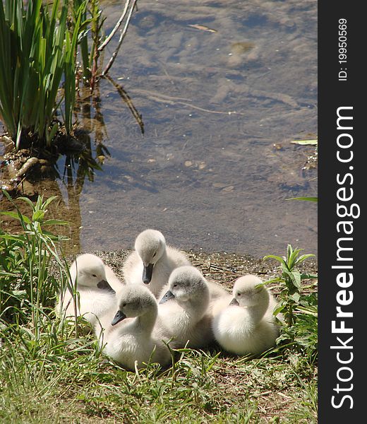 Some young swans, only a few days old, relaxing. Some young swans, only a few days old, relaxing.