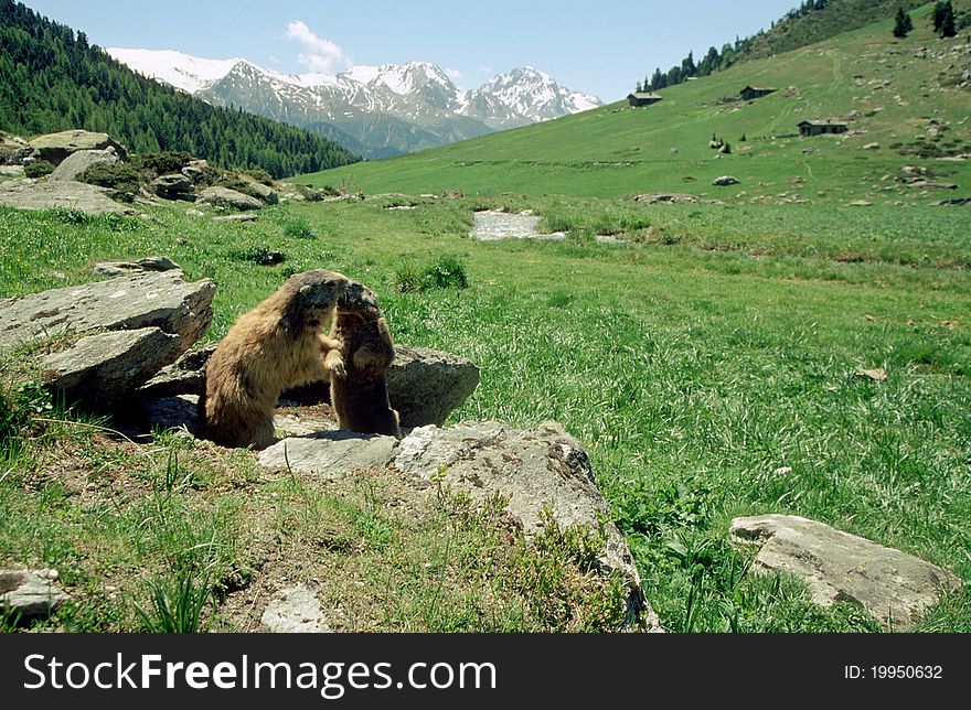 Marmots kissing in french alps