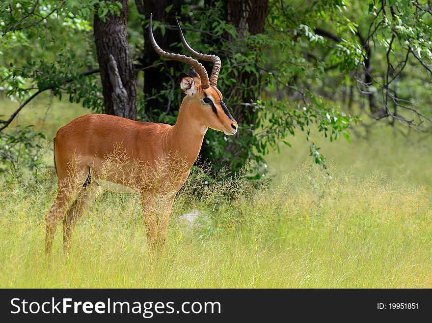 Rare black-headed impala in Etosha national park in Namibia. Rare black-headed impala in Etosha national park in Namibia.