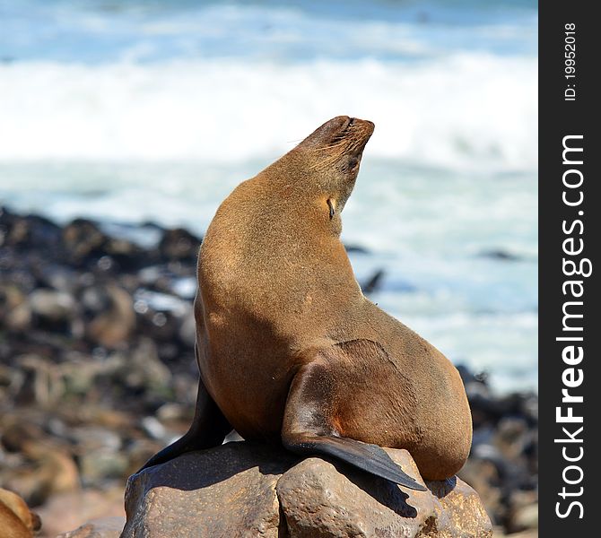 Colony of seals in Namibia seacoast, Cape cross location. Colony of seals in Namibia seacoast, Cape cross location.