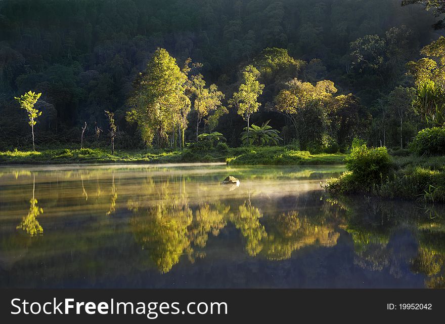 Reflection of tropical trees lit by sunrise. Reflection of tropical trees lit by sunrise