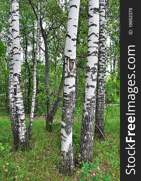 Birch forest in summer time