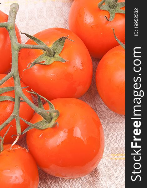 Red tomatoes on a branch on a white background