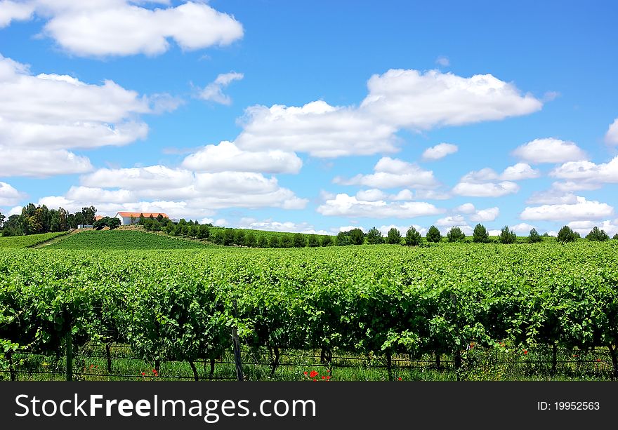 Landscape of portuguese  vineyard, alentejo region. Landscape of portuguese  vineyard, alentejo region.