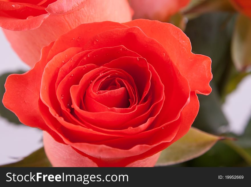 Bouquet of red roses on a light background