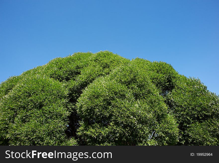 Green crown of tree on background blue sky on spring