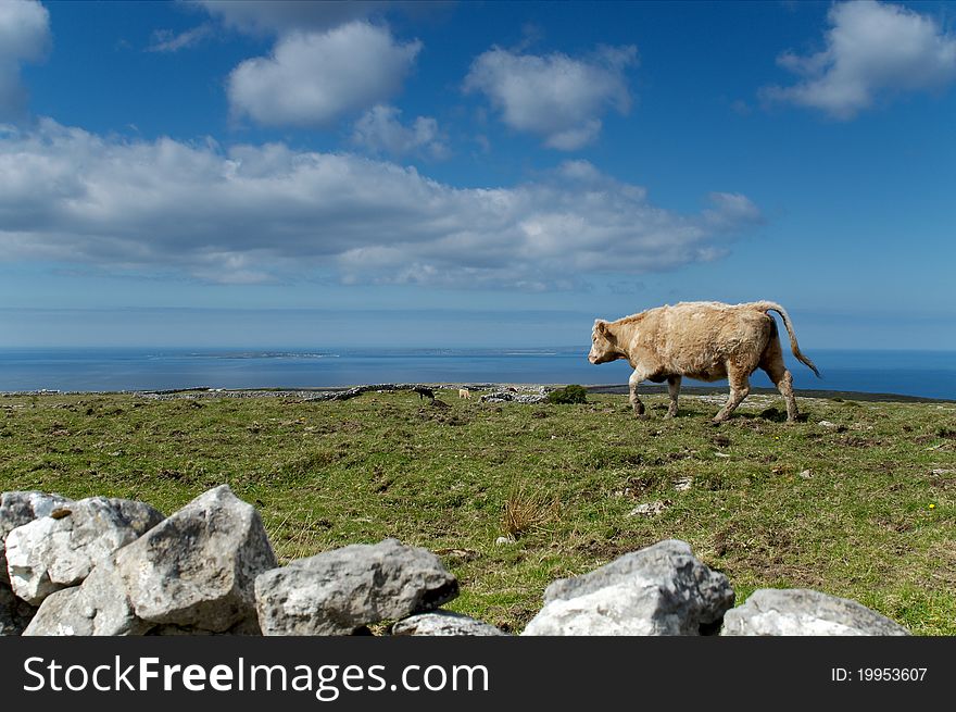 Cow at pasture  by the ocean at Western Ireland. Cow at pasture  by the ocean at Western Ireland
