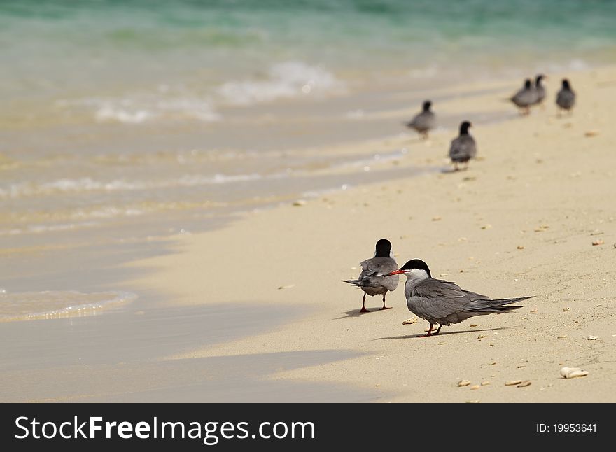 Birds on the beach , it's a great moments. Birds on the beach , it's a great moments