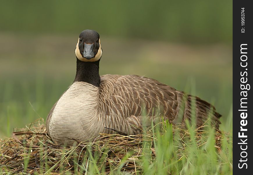 Canada Goose Sitting on Nest