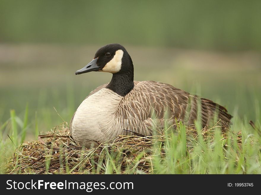 Canada Goose (Branta canadensis) Sitting on Nest - Pinery Provincial Park, Ontario, Canada. Canada Goose (Branta canadensis) Sitting on Nest - Pinery Provincial Park, Ontario, Canada