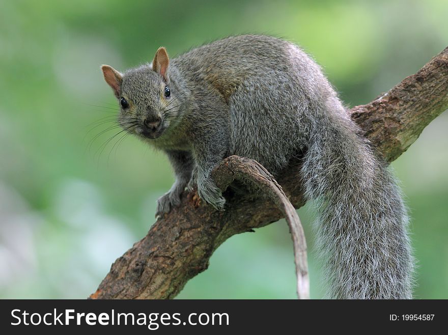 Gray Squirrel (Sciurus carolinensis) on Tree Branch - Ontario, Canada. Gray Squirrel (Sciurus carolinensis) on Tree Branch - Ontario, Canada