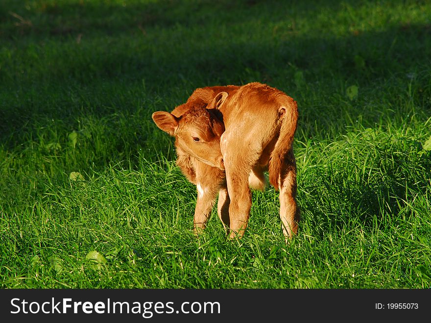 New Born Calf