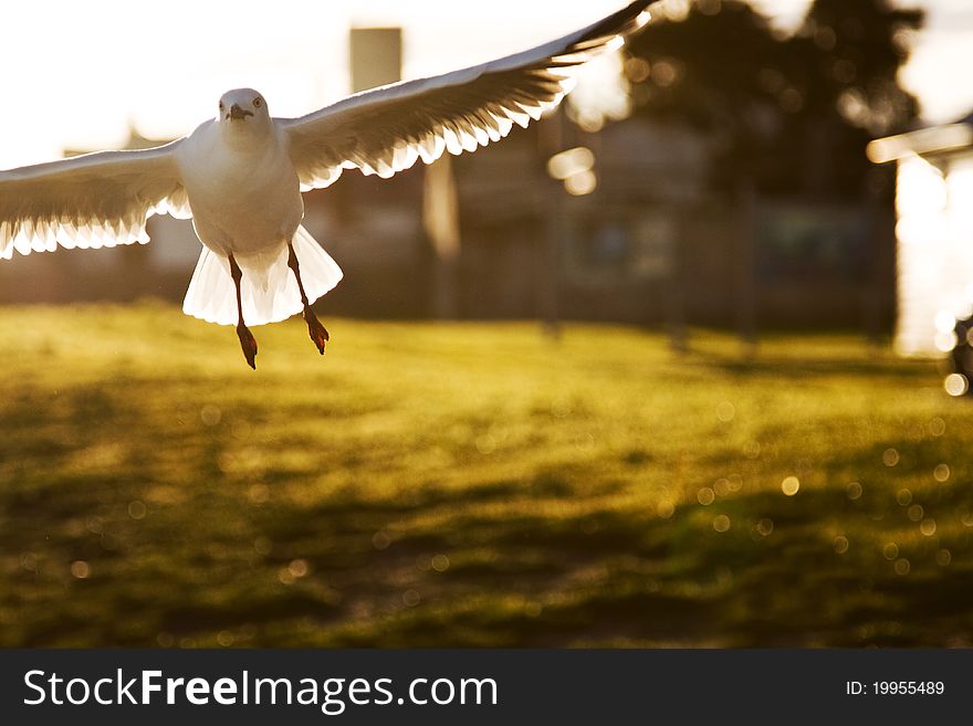 A seagull in flight at sunset. A seagull in flight at sunset.