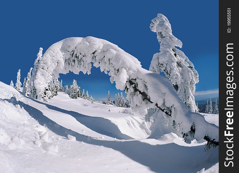 Tree after snow storm in winter. Tree after snow storm in winter