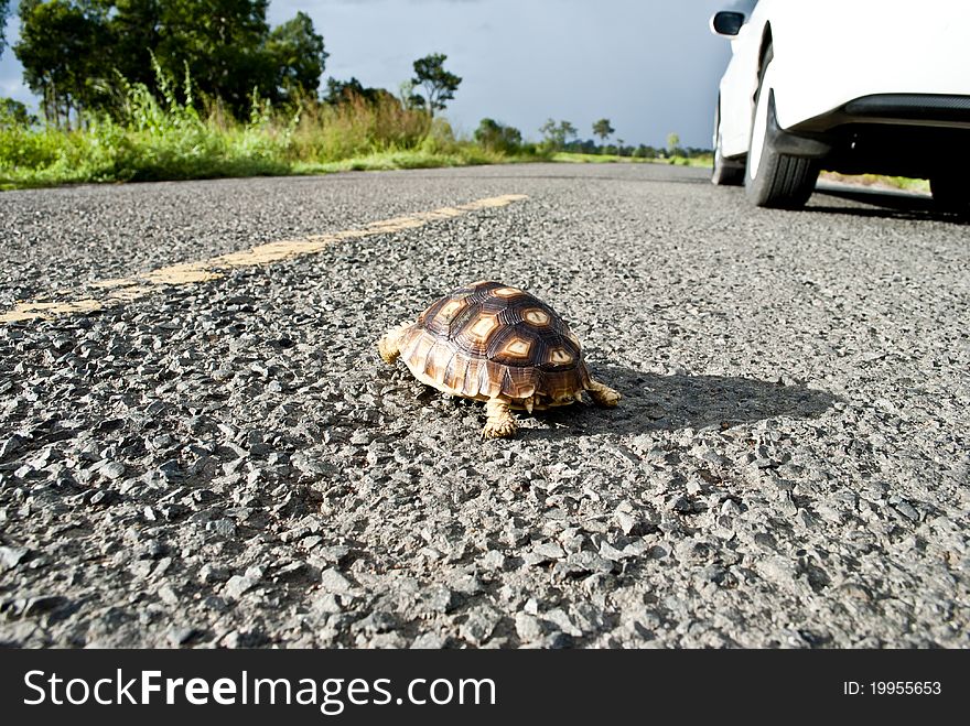 The scene of Thailand about Turtle on the road