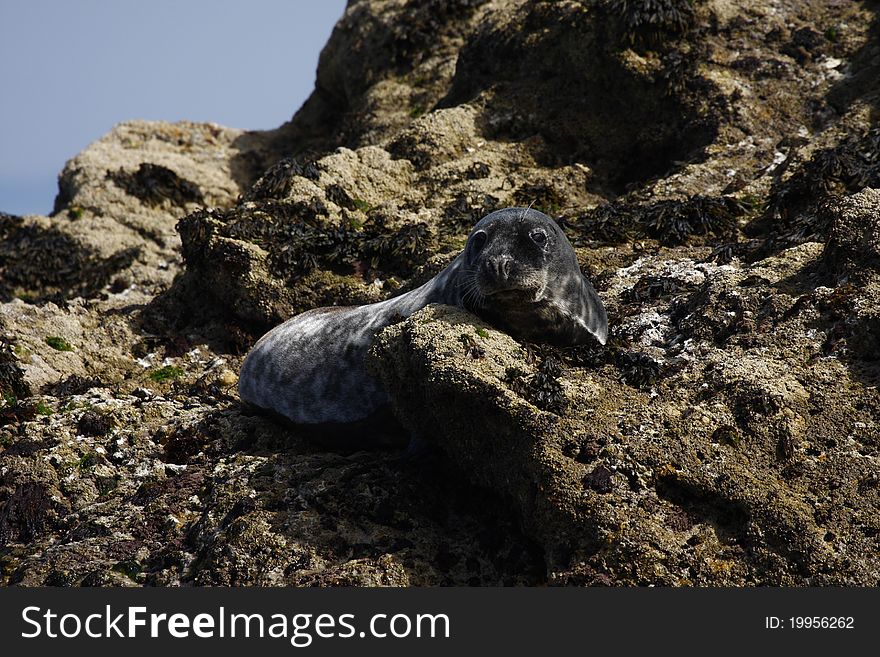 Common grey seal, basking on the rocks at Lundy Island. Common grey seal, basking on the rocks at Lundy Island