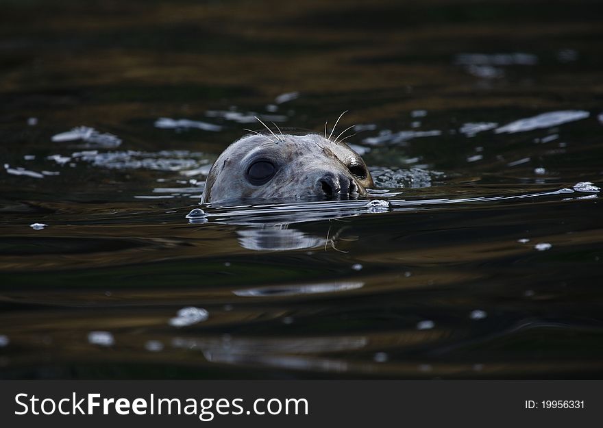 Large Grey Seal, blowing bubbles as he swims along the coastal waters of the north devon coast