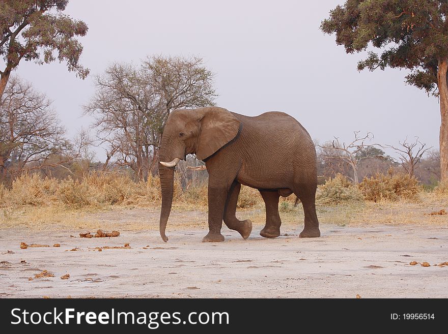 Large bull elephant, walking in the African savanna. Large bull elephant, walking in the African savanna