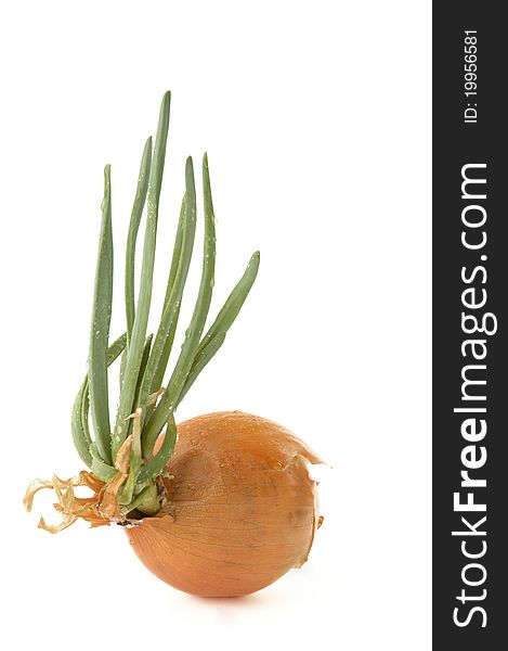 Sprouted onions on a white background