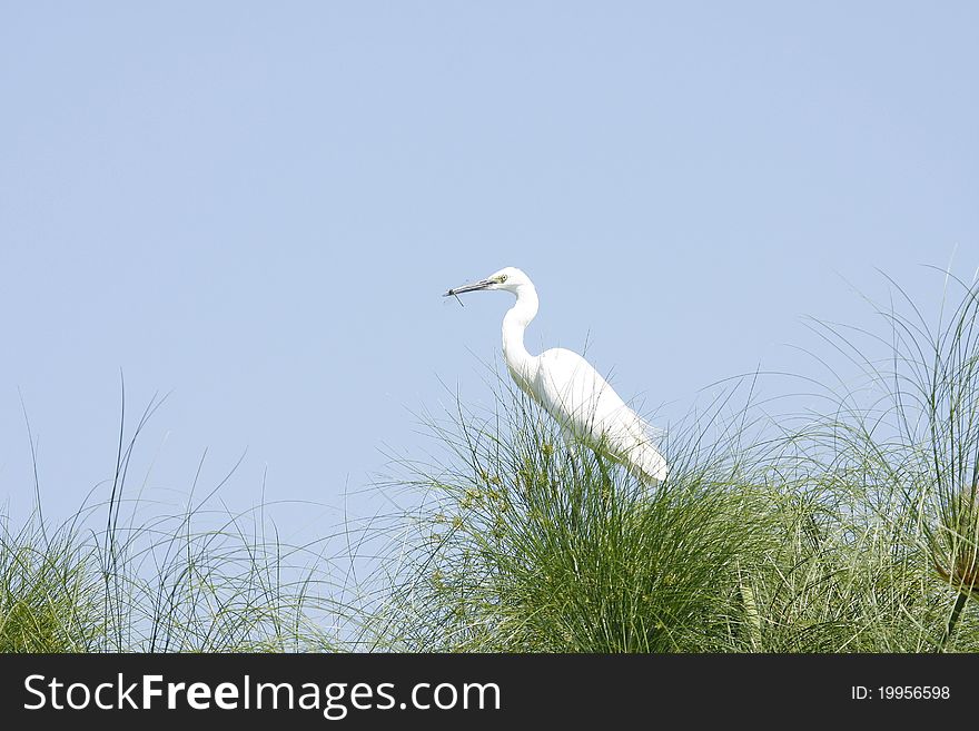 Little Egret with a dragon fly on papyrus grass,in the Okovango delta. Little Egret with a dragon fly on papyrus grass,in the Okovango delta