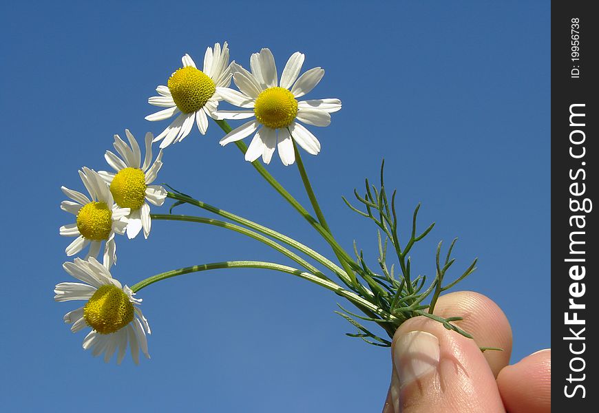 Hand with wild chamomile flowers