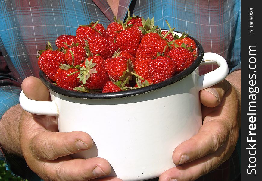 Saucepan with fresh cropped strawberries in hands. Saucepan with fresh cropped strawberries in hands