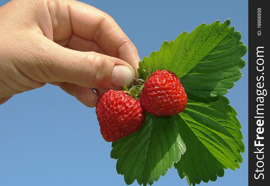 Human fingers holding ripen strawberry fruits with leaves. Human fingers holding ripen strawberry fruits with leaves