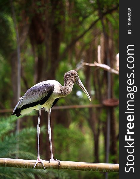 Painted stork standing on thebamboo shaft.