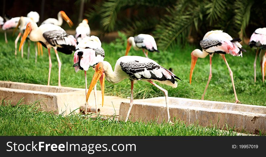 Flock of painted storks looking beautiful.